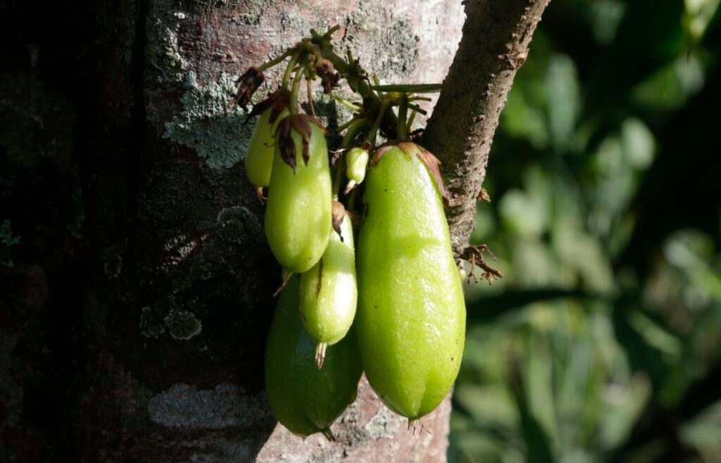 A photo of the Biling fruit