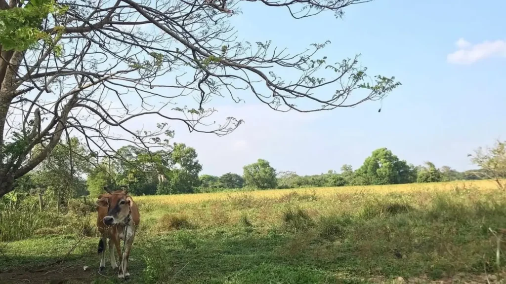 One of Ciao’s dairy cows